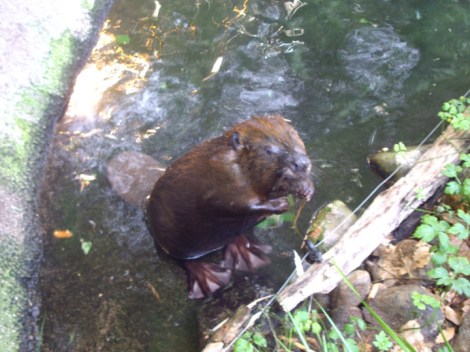 My beautiful picture