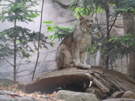 Le lynx du Canada, roi du Biodôme