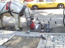 Pigeons VS cheval