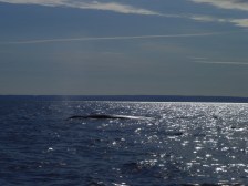 Tadoussac et ses baleines