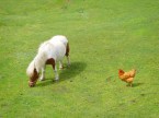 Poule & Poney