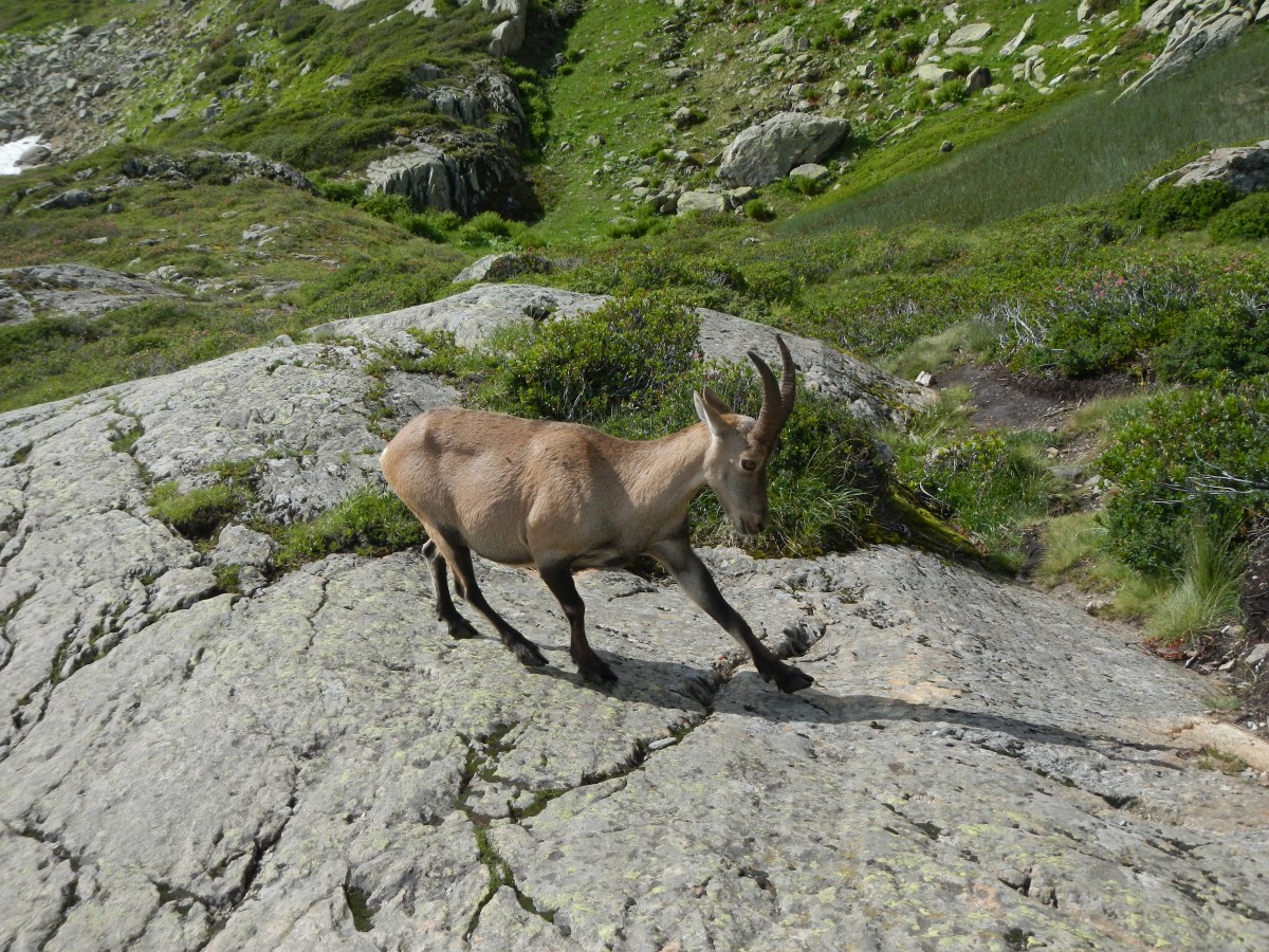 Bouquetin - TMB