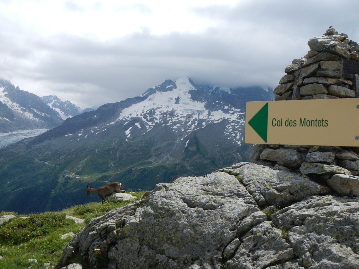 Col des Montets bouquetin - TMB