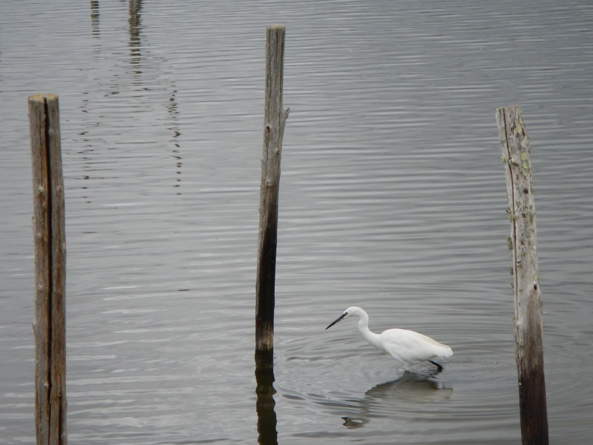 Aigrette garzette Réserve du Teich