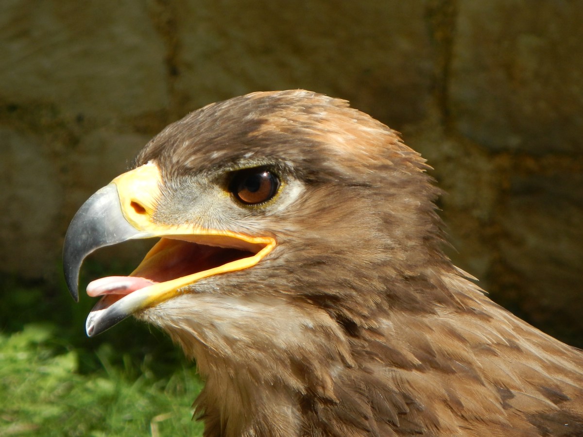 Géants du Ciel Chauvigny