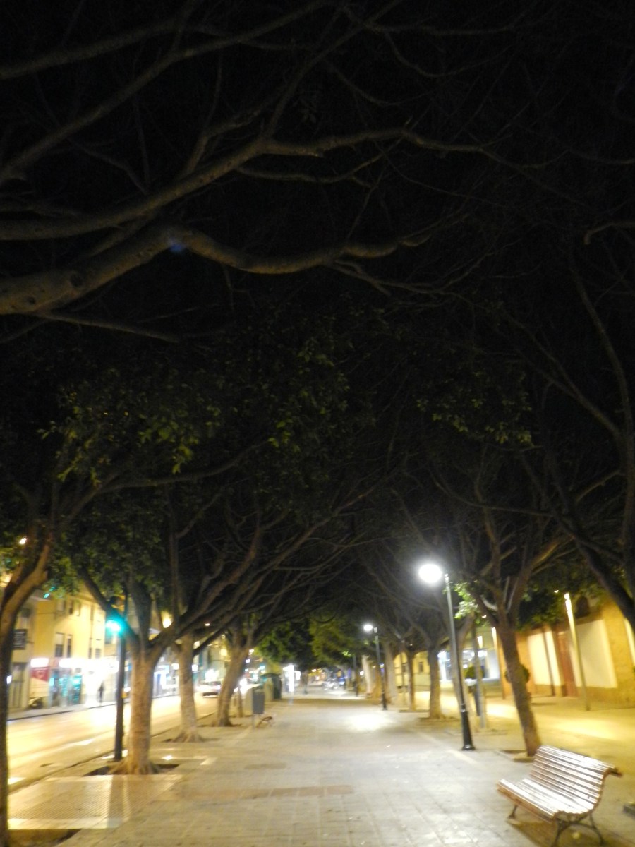 Arbres allée Malaga