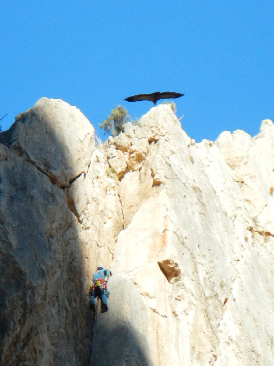 Rapace et grimpeur au Caminito del Rey - El Chorro
