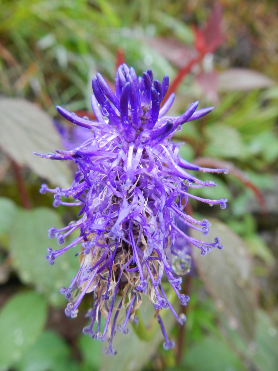 Belle fleur région Lac Majeur