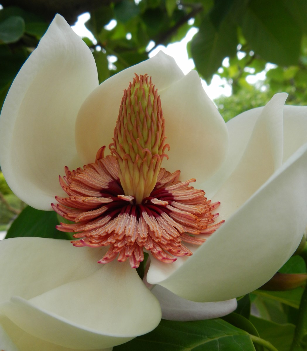 Fleur exotique jardin anglais Isola Bella