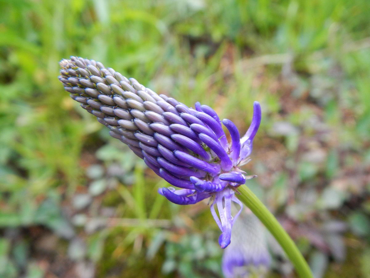 Fleur région Lac Majeur
